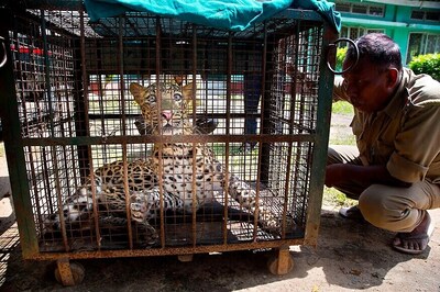 Leopard at Maruti's Manesar Plant Rescued After 36-hour Operation