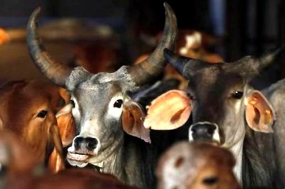 Three Cattle Transporters Beaten up In Delhi's Kalkaji