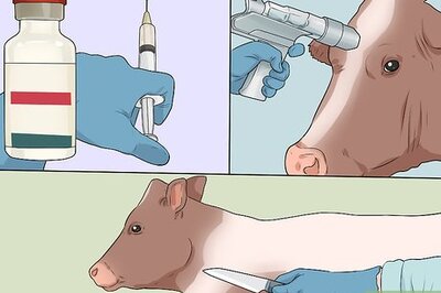 How to Humanely Euthanize a Cow