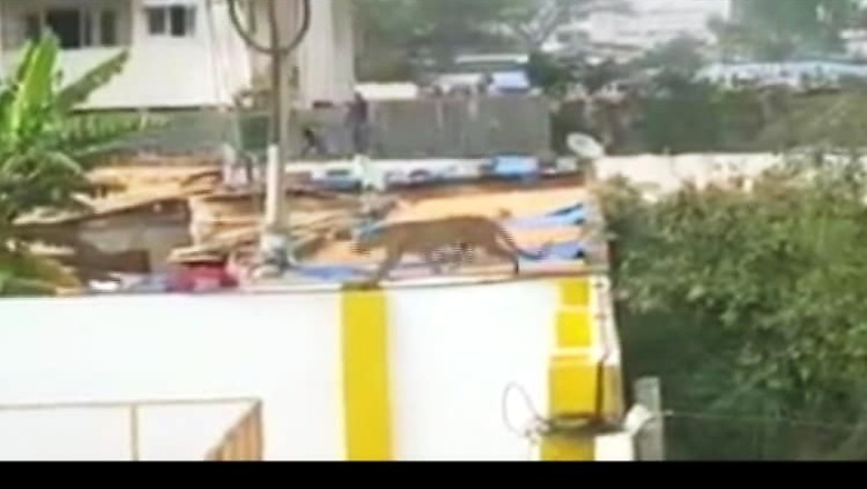 Leopard scare over in Bengaluru school, 4 injured
