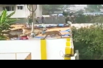 Leopard scare over in Bengaluru school, 4 injured