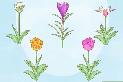 Everything You Need to Know about Growing Tulips for Beautiful Blooms