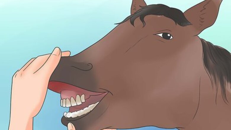 How to Take Proper Care of Your Horse's Teeth