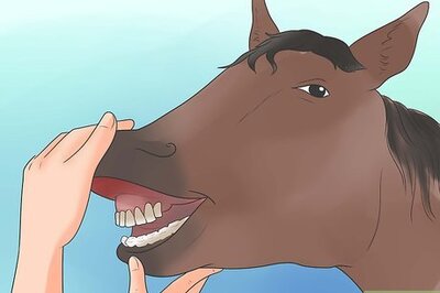 How to Take Proper Care of Your Horse's Teeth