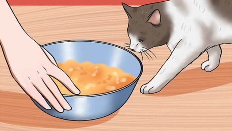 How to Get a Grumpy Cat to Like You