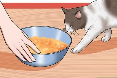 How to Get a Grumpy Cat to Like You