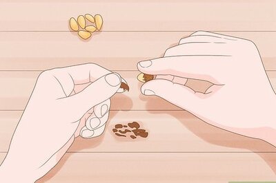 How to Grow Garcinia Cambogia Fruit