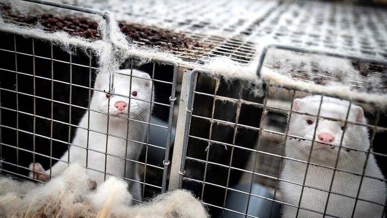 Coronavirus Kills 15,000 US Mink, As Denmark Prepares For Nationwide Cull