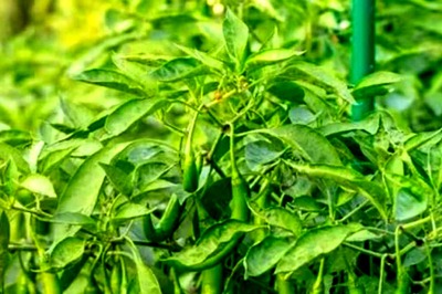 8 Simple TipsTo Grow Green Chillies At Home