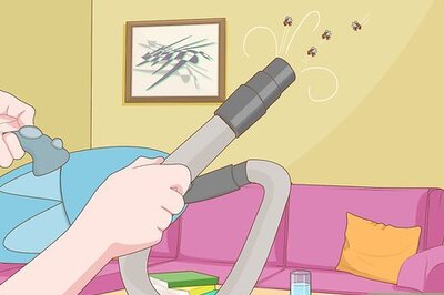 How to Get Rid of Flies