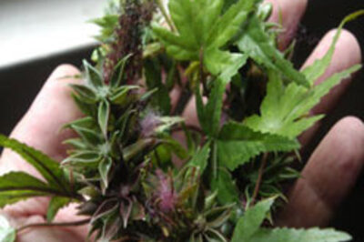 Getting high may sabotage pregnancy