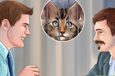 How to Find Safe Placement for Your Cat After Foreclosure