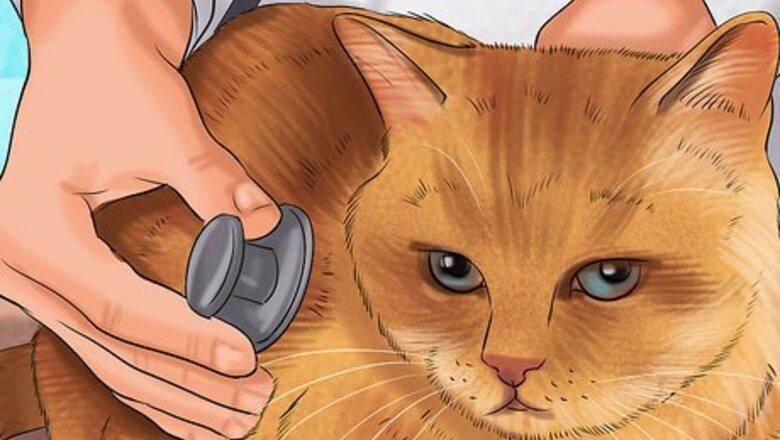 How to Treat Skin Inflammation in Cats