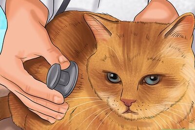 How to Treat Skin Inflammation in Cats