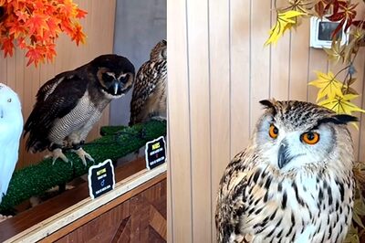 Abu Dhabi's First Owl Cafe Has Internet Angry: 'This Doesn’t Look Right At All'