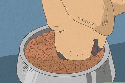 How to Make Your Dog’s Stool More Solid