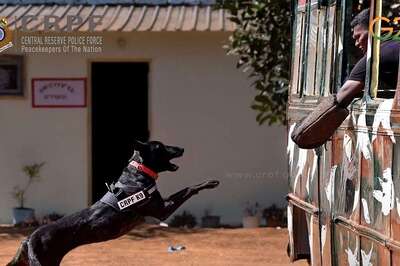 Care for Canines: CRPF’s Four-Legged Heroes to Get Dedicated Team of Doctors, Staff | Exclusive