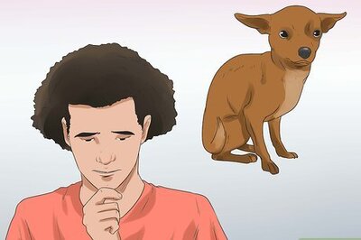 How to Put a Dog to Sleep