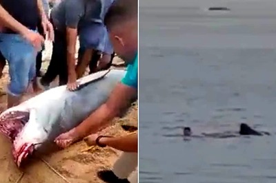 Shark that Killed Russian Tourist on Camera in Red Sea to be Mummified in Egypt Museum