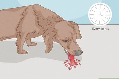How to Treat HGE (AHDS) in Dogs at Home