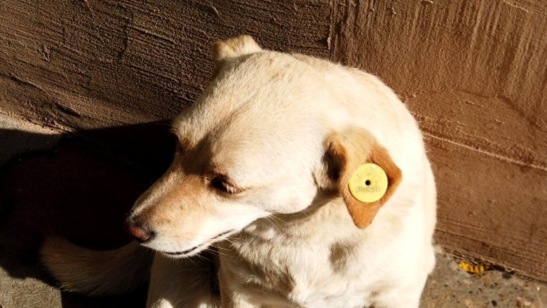 5 Reasons Why You Should Get Your Pet Sterilised