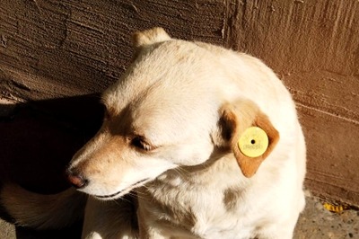 5 Reasons Why You Should Get Your Pet Sterilised