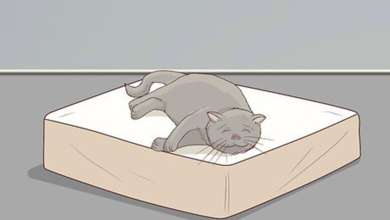 How to Deal with a Paralyzed Cat