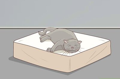 How to Deal with a Paralyzed Cat