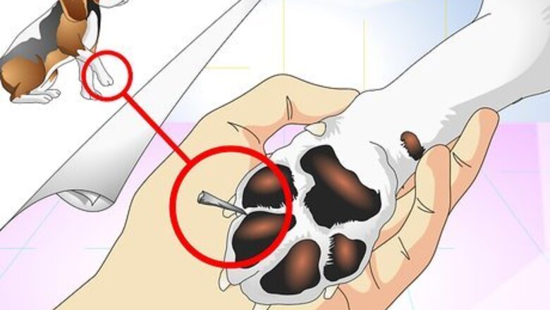 How to Treat Dog Splinters