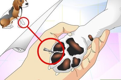 How to Treat Dog Splinters