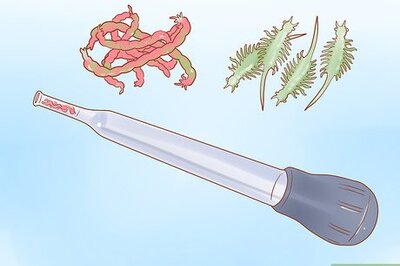 How to Play with Your African Dwarf Frog