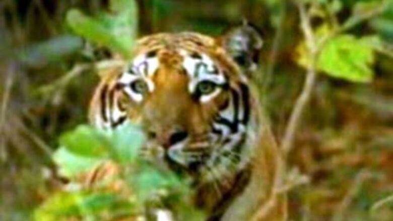 Tigers in 'very, very precarious state': govt