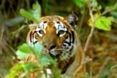 Tigers in 'very, very precarious state': govt