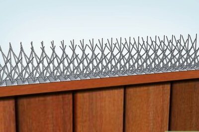 How to Get Rid of Starlings
