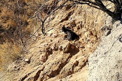 Colorado Dog That Was Missing For 2 Weeks Rescued From Ledge