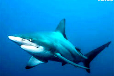 Virgin shark got pregnant in Virginia aquarium