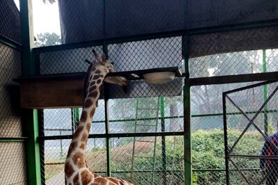 Assam State Zoo Launches Probe Into Four-yr-old Giraffe's Death, 'Accidental Suffocation' Suspected