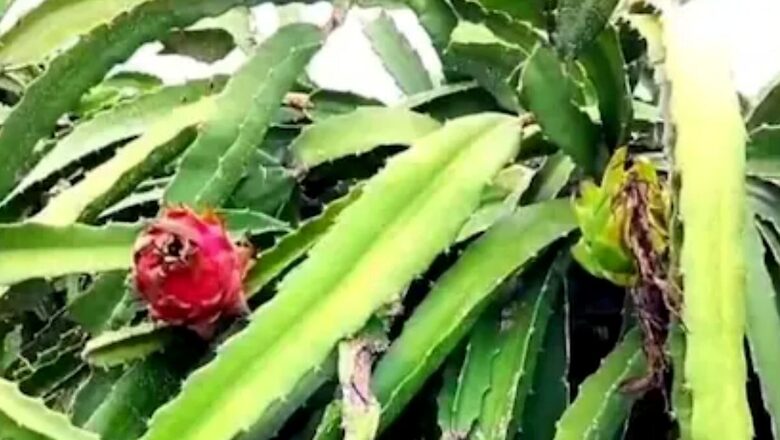 This Andhra Woman, Who Started A Small Dragon Fruit Business In 2020, Now Employs 10 People