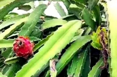 This Andhra Woman, Who Started A Small Dragon Fruit Business In 2020, Now Employs 10 People