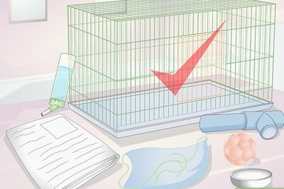 How to Set up a Pet Rat Cage