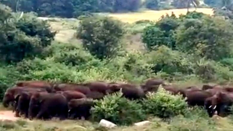 IAS Officer Shares Video of Herd of Elephants Searching For Ragi in Tamil Nadu Forest