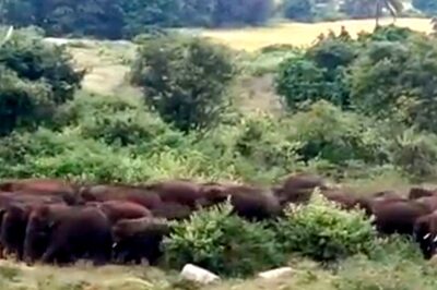 IAS Officer Shares Video of Herd of Elephants Searching For Ragi in Tamil Nadu Forest