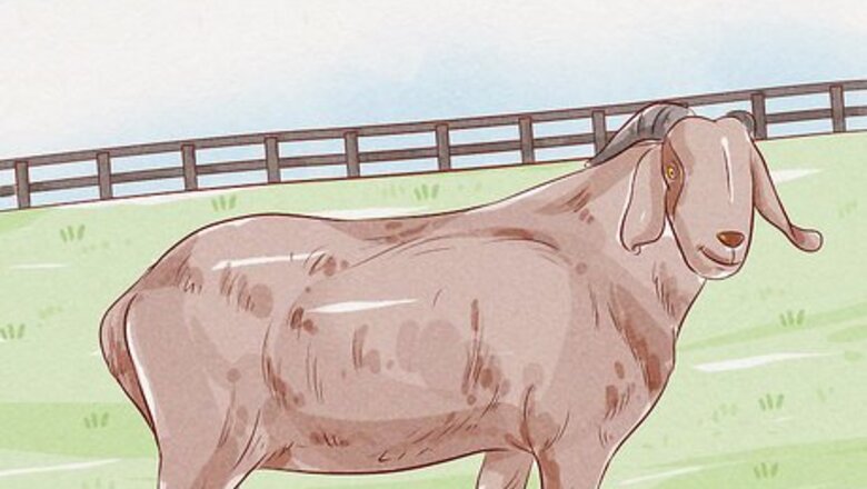 How to Care for a Goat