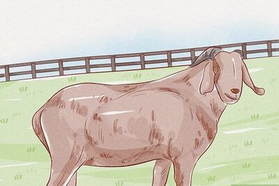 How to Care for a Goat