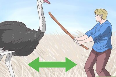 How to Survive an Encounter with an Ostrich