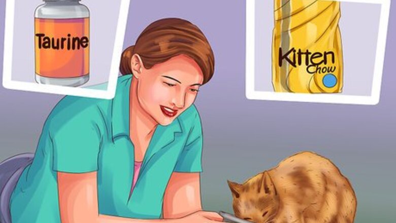How to Care for a Munchkin Cat