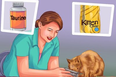 How to Care for a Munchkin Cat