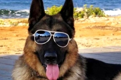 Choupette To Olivia Benson, The Net Worth Of World's Richest Pets Will Blow Your Mind