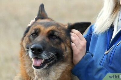 How to Take a Dog's Temperature Without Using a Thermometer