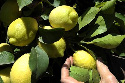 The Many Health Benefits of Lemon Water in Summers